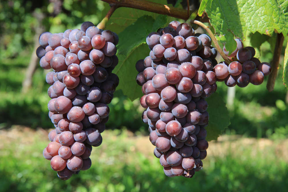Las 10 mejores variedades de uva de mesa